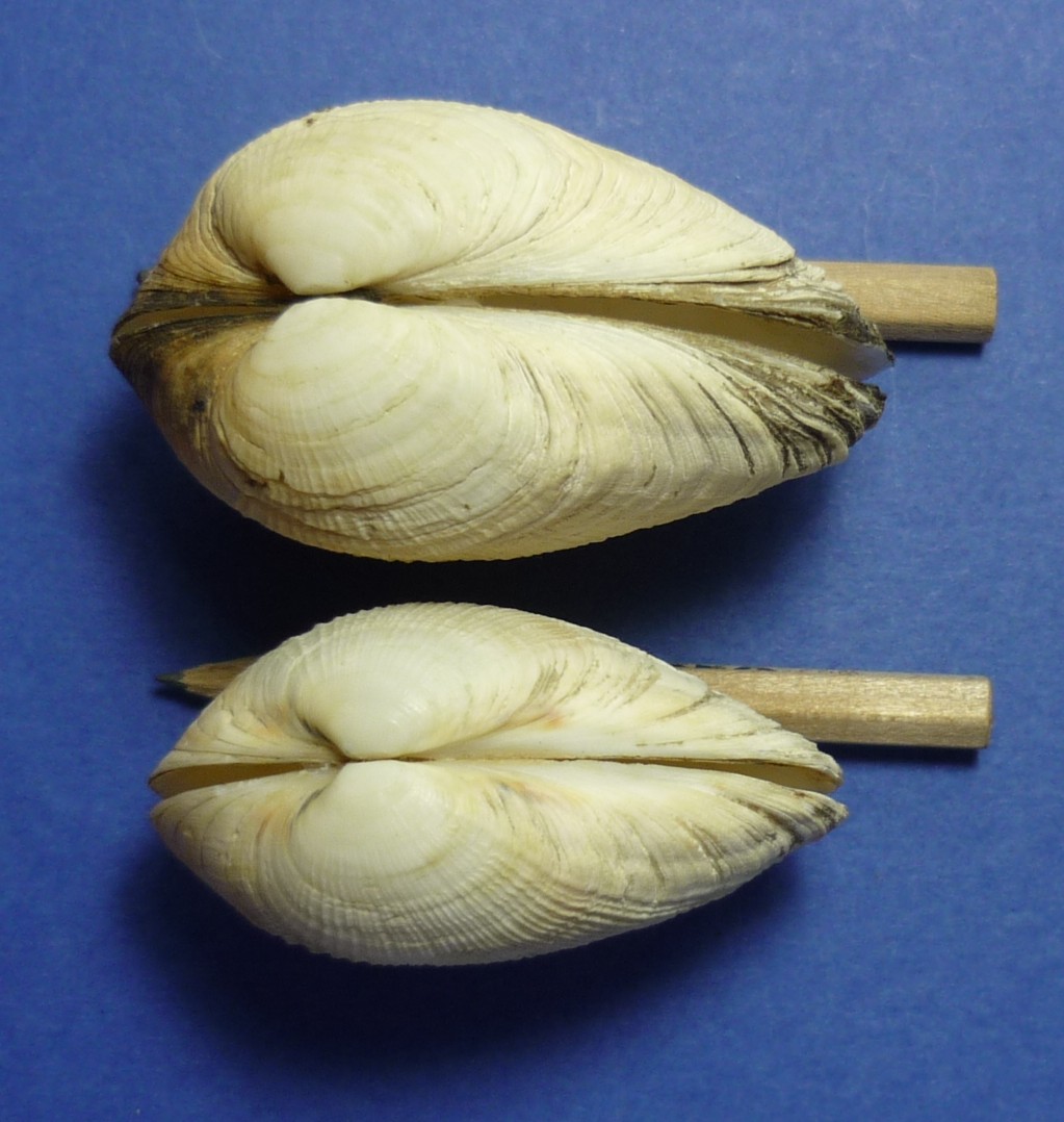 Eastonia rugosa